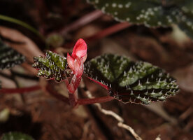 Begonia riparia, developing inflorescence and multi cellular hairs covering the upper leaf blade surface, Sanje waterfall, Udzungwa NP, 600 m asl, Tanzania