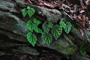 Begonia riparia, Tanzanie