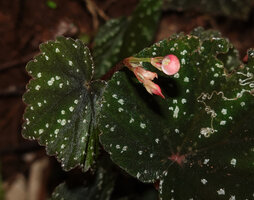 Begonia riparia, young inflorescence, Sanje waterfall, Udzungwa NP, 600 m asl, Tanzania