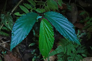 Begonia rotundibracteata, blue iridescence in the young stage, the hydathodes excreting water at early morning, Danum Valley, Sabah, Borneo