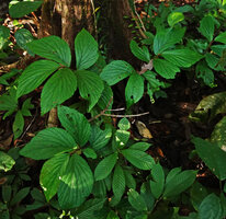 Begonia rotundibracteata in forest understory, Danum Valley, Sabah, Borneo