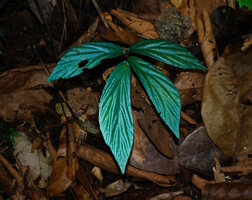 Begonia rotundibracteata, most young individuals exhibit a blue iridescence, especially under flash light, Danum Valley, Sabah, Borneo