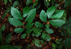 Begonia rotundibracteata standing just above forest floor, Danum Valley, Sabah, Borneo