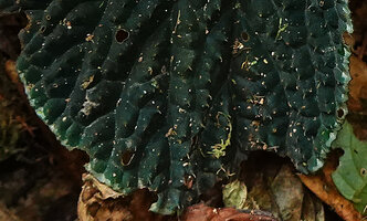 Begonia ruthiae, blackish crinkled leaf surface with erect transparent hair at the summit of each bubble, Danum Valley, Sabah, Borneo