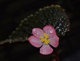 Begonia ruthiae, fully open female flower, Danum Valley, Sabah, Borneo