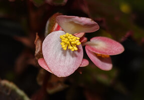 Begonia ruthiae, male flowers, Danum Valley, Sabah, Borneo