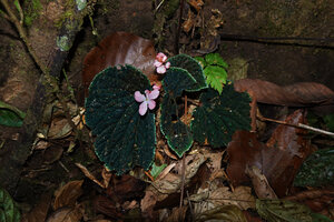 Begonia ruthiae on vertical earth bank, Danum Valley, Sabah, Borneo