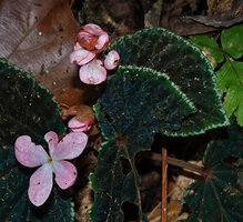Begonia ruthiae, single female flower and inflorescence of male flowers, Danum Valley, Sabah, Borneo