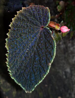 Begonia ruthiae, slight blue iridescence of the leaf under flash light and female flower just before anthesis, Danum Valley, Sabah, Borneo