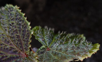 Begonia ruthiae, young leaves upper surface with transparent stiff hairs, Danum Valley, Sabah, Borneo