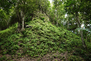 Begonia sericoneura, dense population at the base of Maya ruins, Tikal, Guatemala