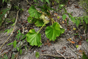 Begonia sericoneura partly dehydrated at the base of Maya ruins at the beginning of the dry season, Tikal, Guatemala
