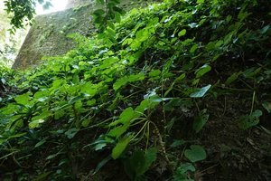 Begonia sericoneura population with erect stems at the base of Maya ruins, Tikal, Guatemala