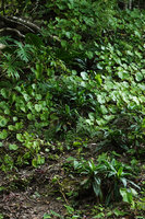 Begonia sericoneura, Tradescantia spathacea and Philodendron radiatum at the base of Maya ruins, Tikal, Guatemala
