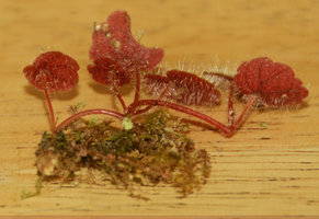 Begonia sibthorpioides, arching stem, erect stiff hairs and tubers, Langkawi, Malaysia