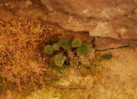 Begonia sibthorpioides in habitat, Langkawi, Malaysia