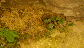 Begonia sibthorpioides on deeply shaded earth slope habitat among dry Selaginella stems, Langkawi, Malaysia