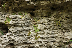 Begonia siccacaudata, disjunct individuals in horizontal cracks of a karst shaded cliff, Rammang Rammang, Maros, South Sulawesi