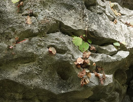 Begonia siccacaudata, drying leaves and maturing fruits at the beginning of the dry season, Rammang Rammang, Maros, South Sulawesi