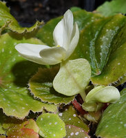 Begonia siccacaudata, female flower, tepals and ovary, Rammang Rammang, Maros, South Sulawesi