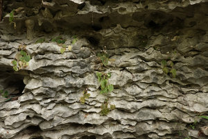 Begonia siccacaudata, flowering population on its karst habitat, Rammang Rammang, Maros, South Sulawesi