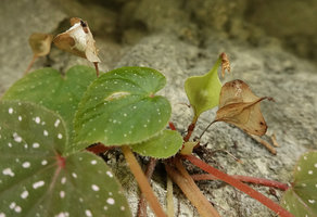 Begonia siccacaudata, fruits with apical appendage, Rammang Rammang, Maros, South Sulawesi