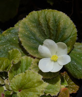 Begonia siccacaudata, leaf and female flower, tepals and stigmates, Rammang Rammang, Maros, South Sulawesi