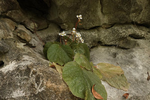 Begonia siccacaudata, leaves and male inflorescences, Rammang Rammang, Maros, South Sulawesi