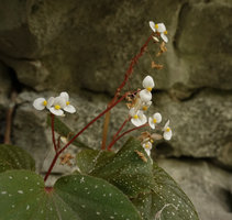 Begonia siccacaudata, male two tepaled flowers, Rammang Rammang, Maros, South Sulawesi