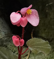 Begonia siccacaudata,  male two tepaled  pink flowers, Bantimurung, South Sulawesi