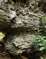 Begonia siccacaudata, population on its shaded karst habitat, Rammang Rammang, Maros, South Sulawesi