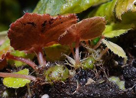 Begonia siccacaudata, tuberous base from which emerge acaulous leafy shoots, an unusual feature for the species of the section Petermannia, Rammang Rammang, Maros, South Sulawesi