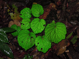 Begonia sinuata, green iridescence, Lake Kenyir,Trengganu, Malaysia