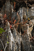 Begonia elnidoensis, almost defoliate population at the end of the dry season, El Nido, Palawan, Philippines