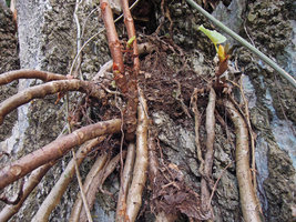 Begonia elnidoensis, basal stump with successive shoots, El Nido, Palawan, Philippines