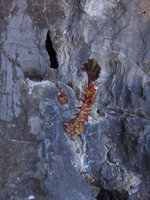 Begonia elnidoensis, brown leaf form on vertical sea spay exposed karst cliff, El Nido, Palawan, Philippines