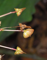 Begonia elnidoensis, close-up of a capsule with six slits and distally dried peduncle allowing incensory wind dispersal, El Nido, Palawan, Philippines