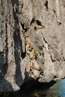 Begonia elnidoensis, habitat on sea exposed limestone cliff, El Nido, Palawan, Philippines