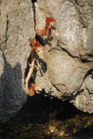 Begonia elnidoensis, just above the high water tide, El Nido, Palawan, Philippines