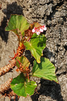 Begonia elnidoensis, leaf and flower detail, El Nido, Palawan, Philippines