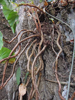 Begonia elnidoensis, multi-stemmed individual with long and short internode sections, El Nido, Palawan, Philippines