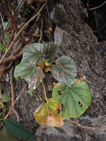 Begonia elnidoensis, oval global form of the leaf assemblage through indefinite petiole elongation, El Nido, Palawan, Philippines
