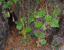 Begonia elnidoensis, oval global form of the vertical leaf assemblage through everlasting petiole elongation, El Nido, Palawan, Philippines