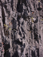 Begonia elnidoensis, population of green and brown individuals on sea exposed limestone cliff habitat, El Nido, Palawan, Philippines