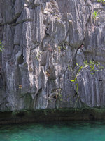 Begonia elnidoensis, population on sea exposed limestone cliff habitat, El Nido, Palawan, Philippines