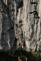 Begonia elnidoensis, population on sea exposed limestone cliff habitat, just above the high sea tide, El Nido, Palawan, Philippines