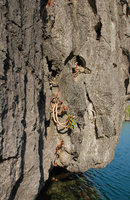 Begonia elnidoensis, population on sea exposed limestone cliff habitat, thriving just above the high sea tide, El Nido, Palawan, Philippines