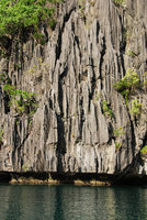 Begonia elnidoensis, sea exposed limestone cliff habitat, El Nido, Palawan, Philippines