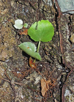 Begonia elnidoensis, seedlings exhibiting early stem tuberisation, El Nido, Palawan, Philippines