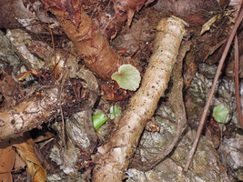 Begonia elnidoensis, swollen base of a new erect stem, El Nido, Palawan, Philippines